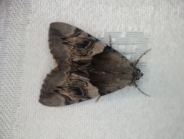 Catocala fulminea - galagonya-övesbagoly