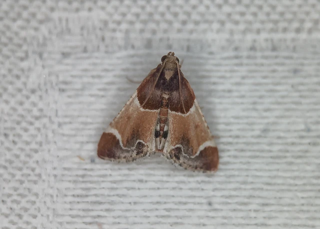 Pyralis farinalis - lisztilonca