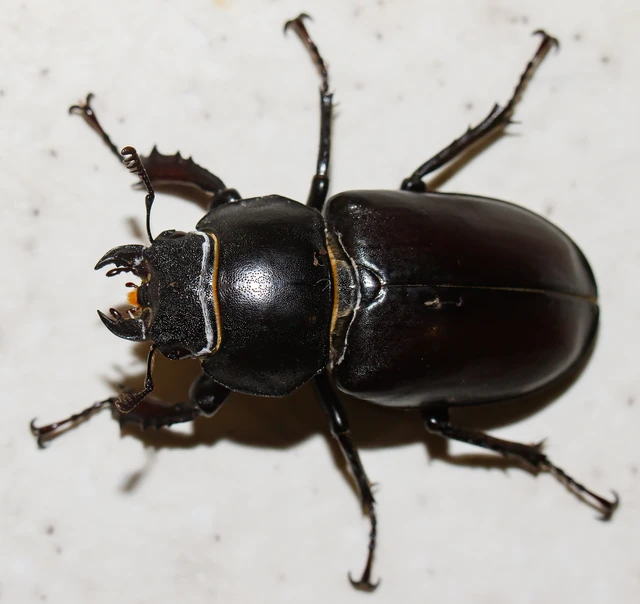 Lucanus cervus - nagy szarvasbogár