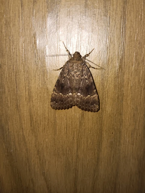 Amphipyra berbera/pyramidea