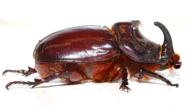 Oryctes nasicornis - orrszarvú bogár