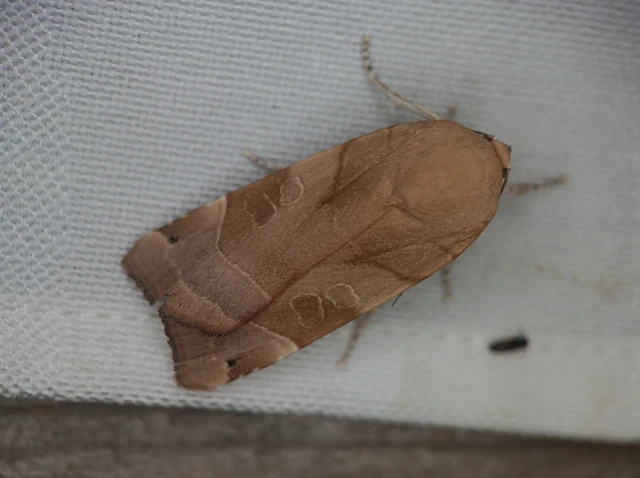 Noctua fimbriata - szélessávú sárgafűbagoly