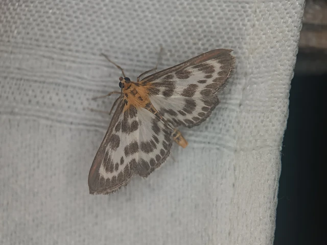 Anania hortulata - tarka csalánmoly