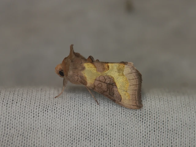 Diachrysia chrysitis/stenochrysis