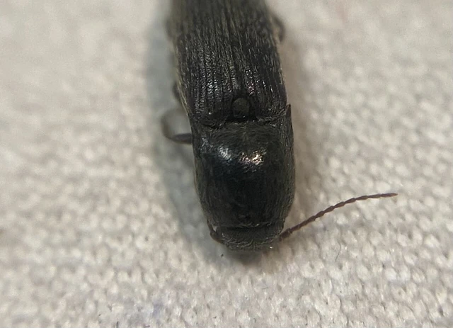Agriotes rufipalpis - sárgaszájú pattanó