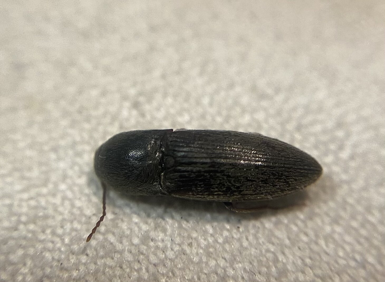 Agriotes rufipalpis - sárgaszájú pattanó