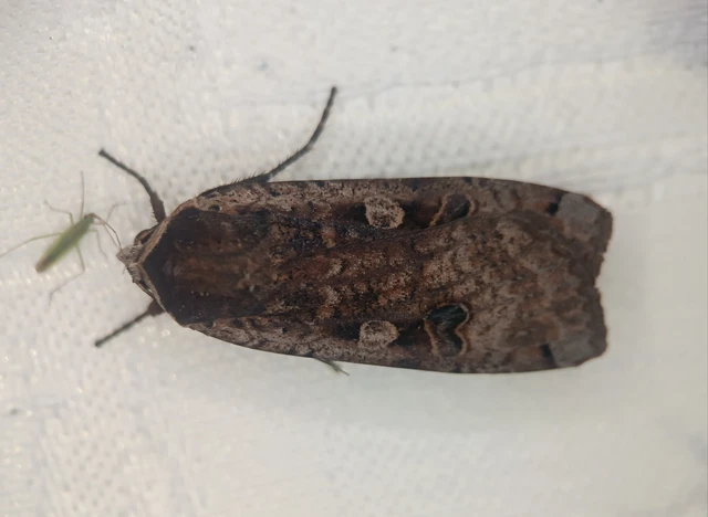 Noctua pronuba - nagy sárgafűbagoly