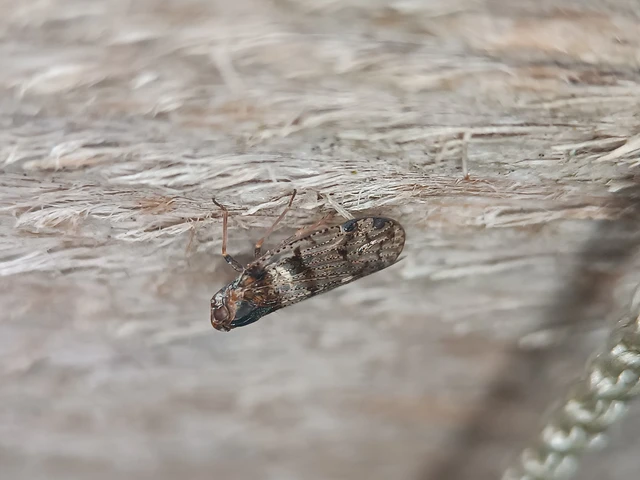 Auchenorrhyncha - Kabócák
