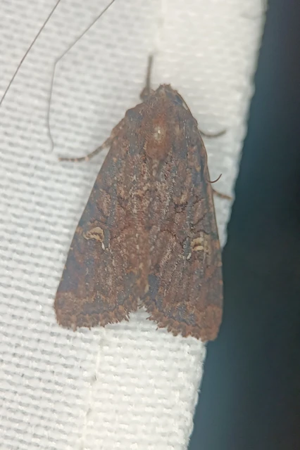Mesapamea secalella/secalis