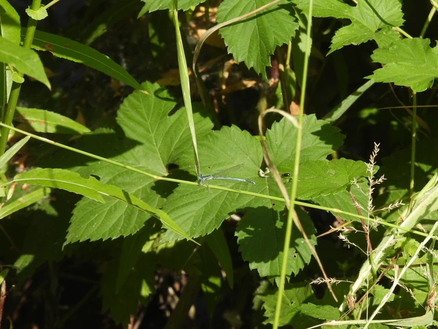 Platycnemis pennipes - széleslábú szitakötő