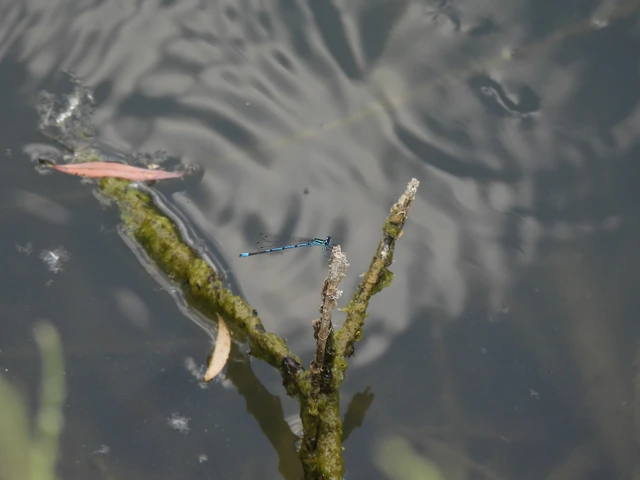 Coenagrion puella - azúrkék légivadász
