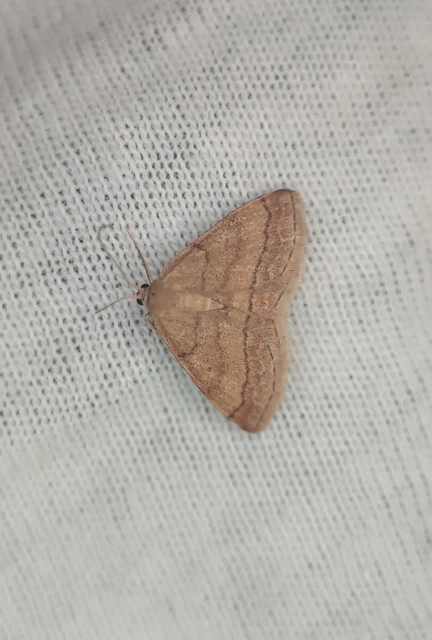 Scopula rubiginata - réti pirosaraszoló