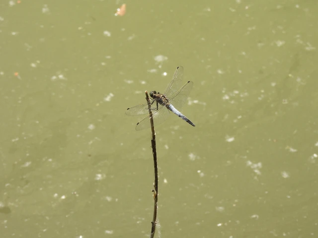Orthetrum cancellatum - feketefarkú pásztorszitakötő