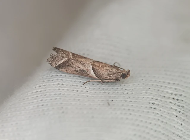Nyctegretis lineana - agátszínű karcsúmoly