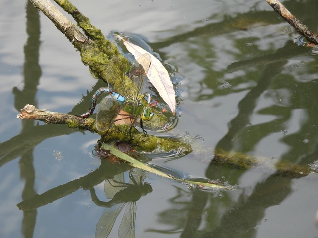 Anax imperator - zöld óriásacsa Anax imperator - zöld óriásacsa