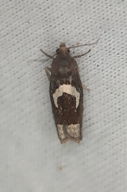 Epiblema foenella - kampósfoltú tükrösmoly