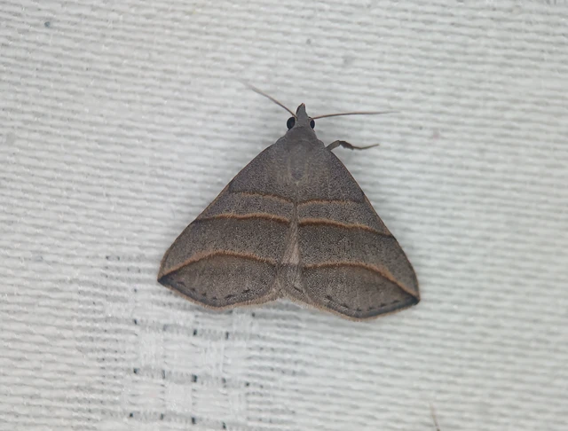 Colobochyla salicalis - háromsávos törpebagoly