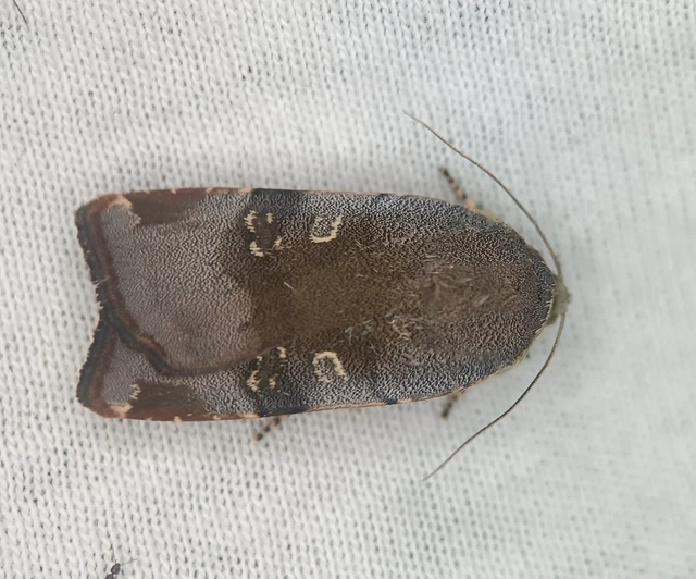 Noctua janthe/janthina