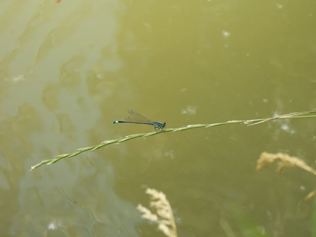 Ischnura elegans pontica - kéköves légivadász