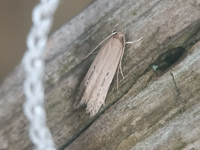 Limnaecia phragmitella - nádmoly