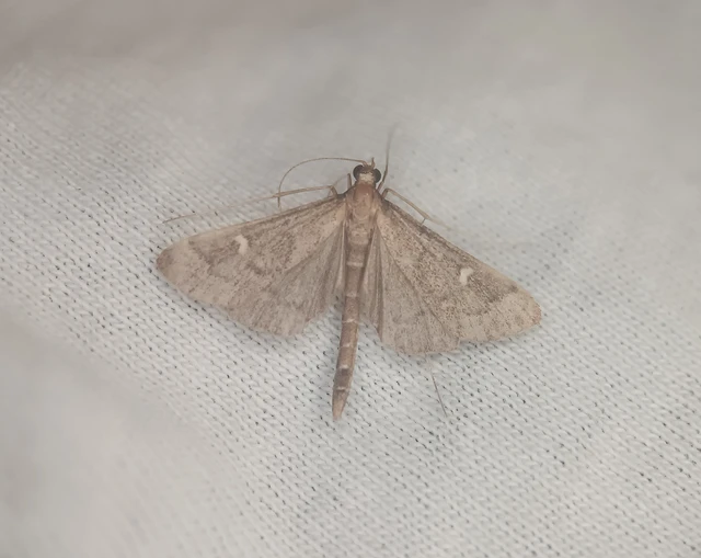 Dolicharthria punctalis - hosszúlábú tűzmoly