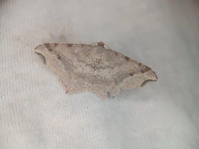 Macaria alternata - közönséges szürkearaszoló