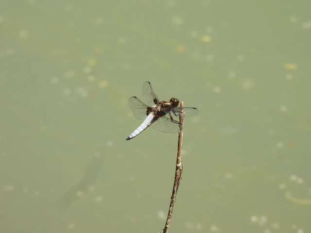 Libellula depressa - széles laposacsa
