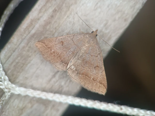 Zanclognatha lunalis - pelyheslábú karcsúbagoly