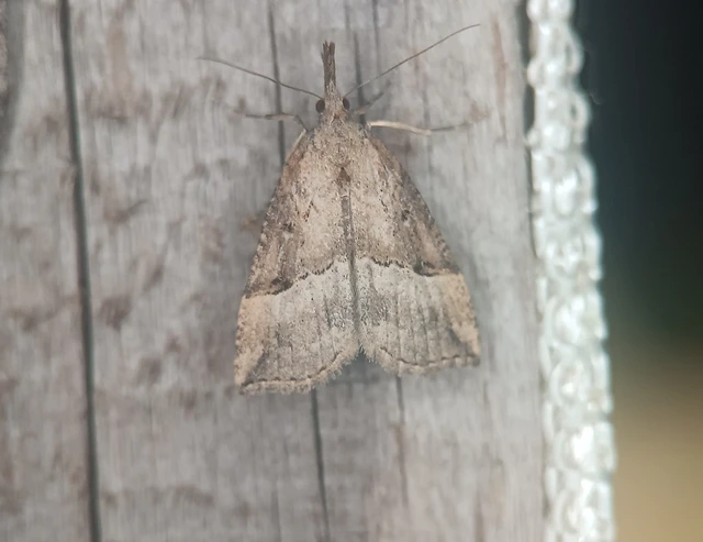 Hypena rostralis - közönséges karcsúbagoly