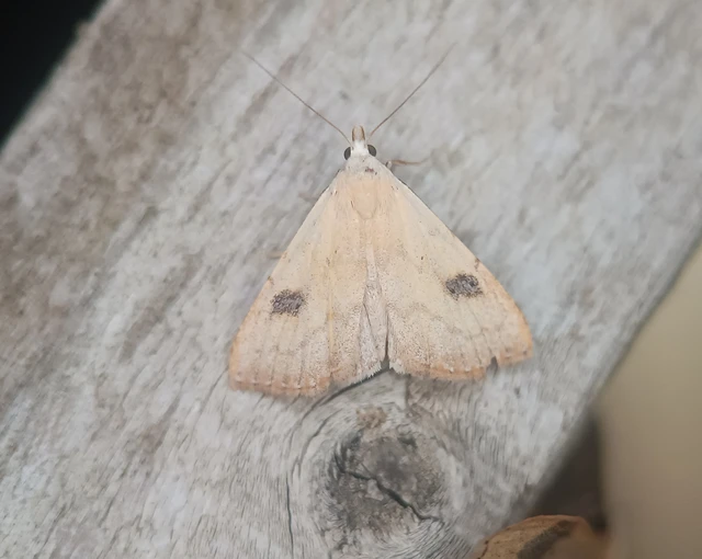 Rivula sericealis - selymes lórombagoly