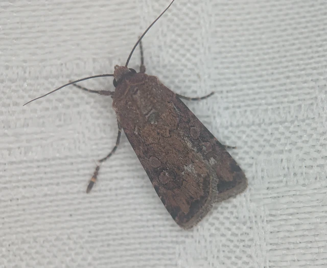 Euxoa tritici/nigrofusca/eruta