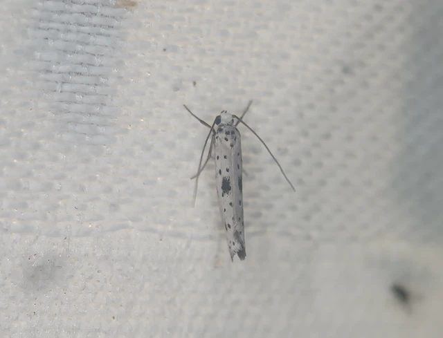 Yponomeuta plumbella - pókhálós bengemoly