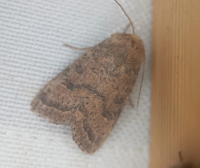 Hoplodrina octogenaria - barna selymesbagoly