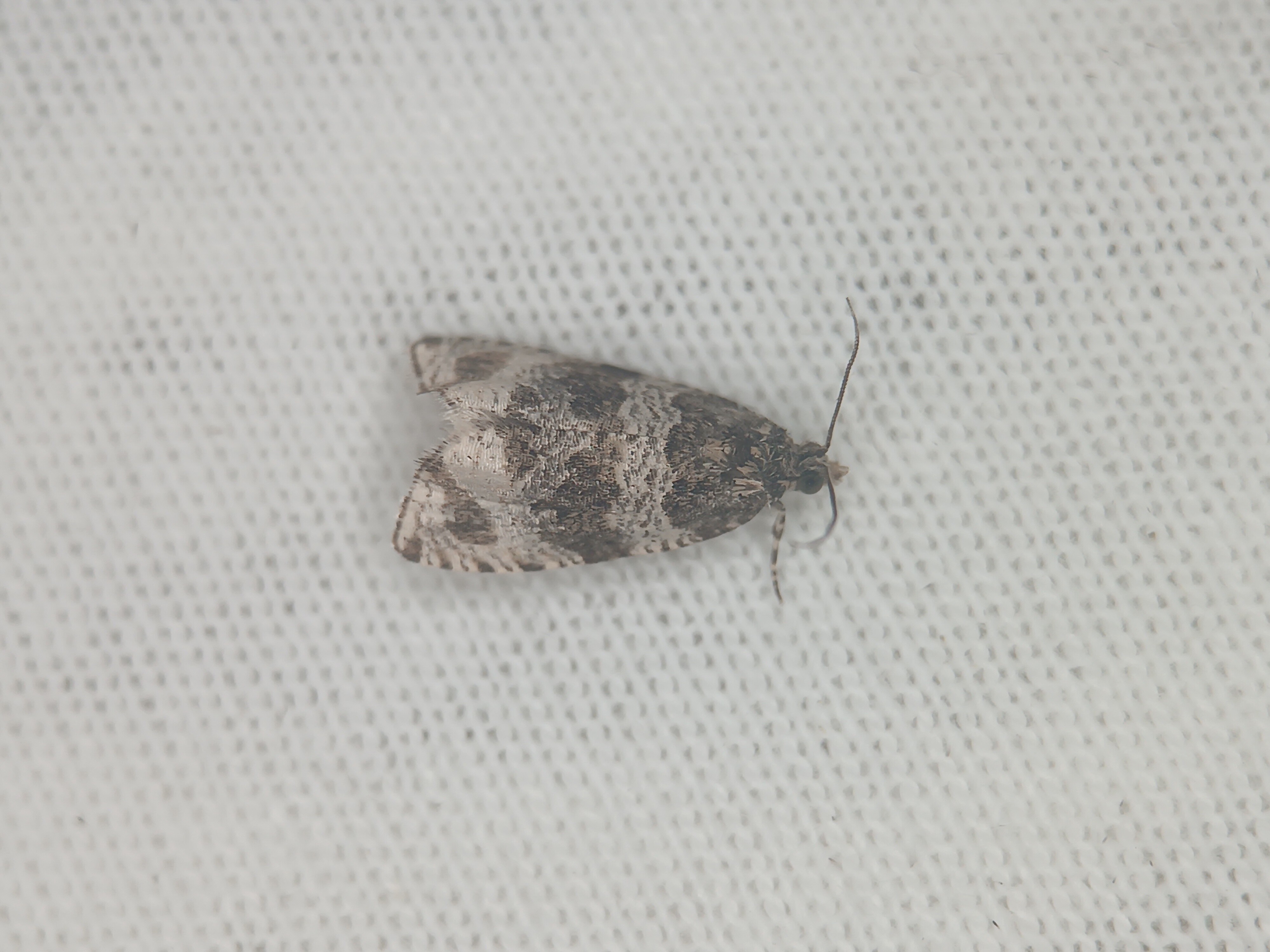 Orthotaenia undulana - csalánsodró tükrösmoly