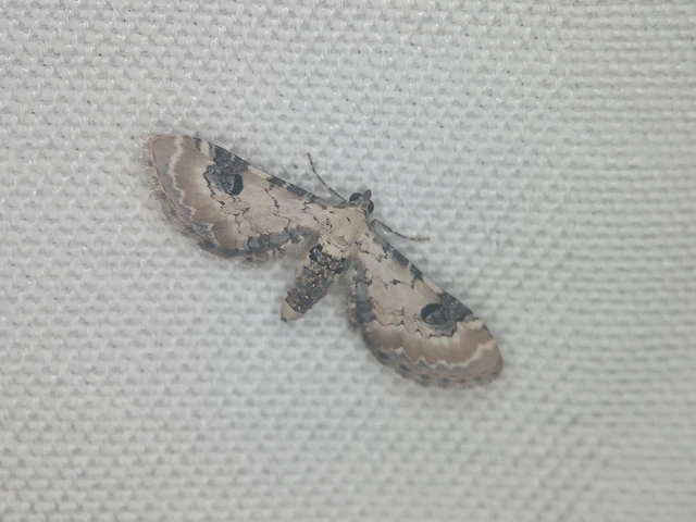 Eupithecia centaureata - búzavirág-törpearaszoló
