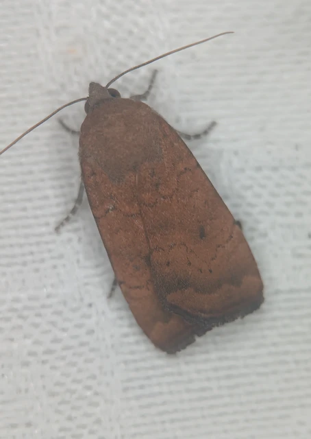 Noctua interjecta - zömök sárgafűbagoly