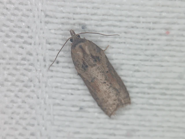 Acleris hastiana - fűzfa-levélmoly