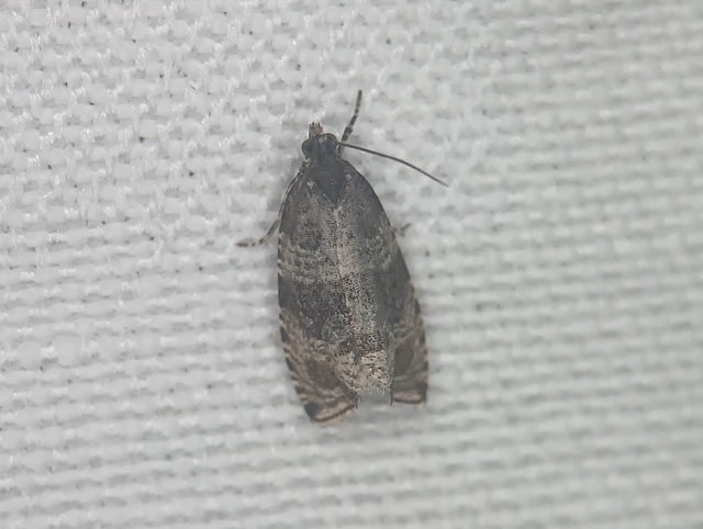 Orthotaenia undulana - csalánsodró tükrösmoly