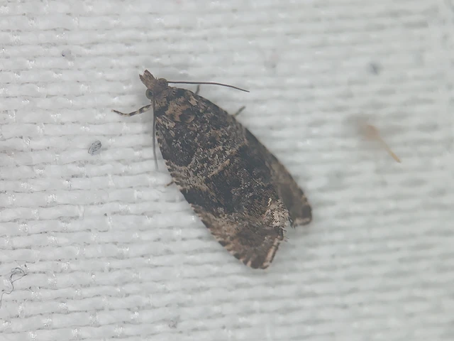 Orthotaenia undulana - csalánsodró tükrösmoly