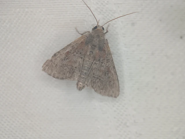 Parastichtis suspecta - sötét erdeibagoly