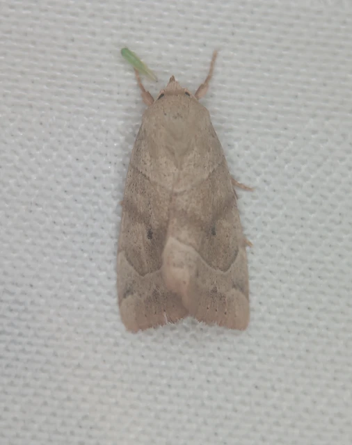 Cosmia trapezina - közönséges lombbagoly