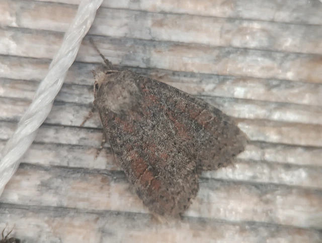 Parastichtis suspecta - sötét erdeibagoly