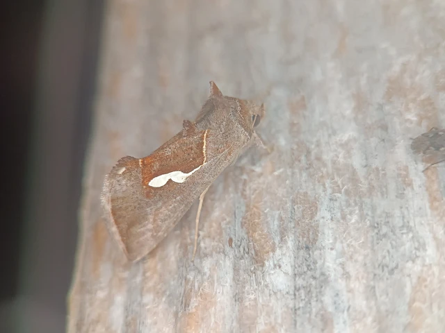 Macdunnoughia confusa - cseppfoltos ezüstbagoly