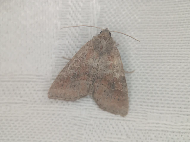 Parastichtis suspecta - sötét erdeibagoly