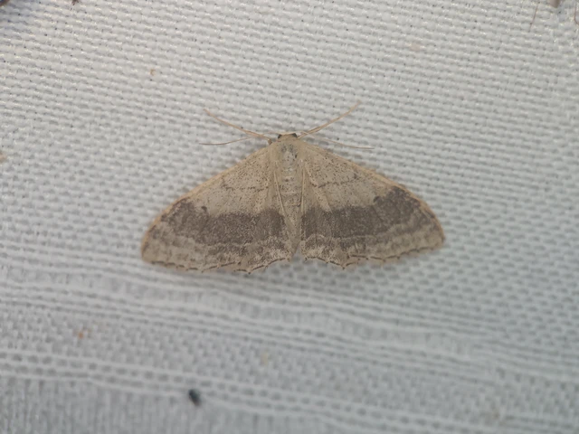 Idaea aversata - nagy sávosaraszoló