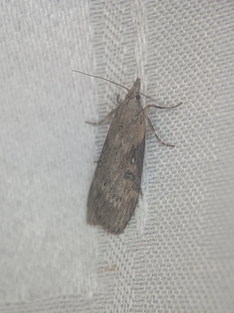 Lamoria anella - törmelékmoly