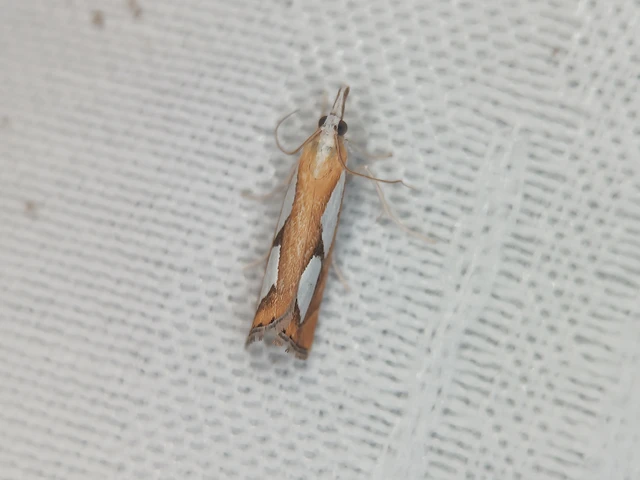 Catoptria pinella - ezüstös fűgyökérmoly