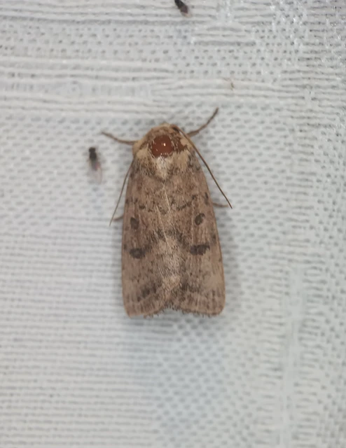 Hoplodrina octogenaria - barna selymesbagoly