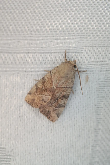 Cosmia trapezina - közönséges lombbagoly