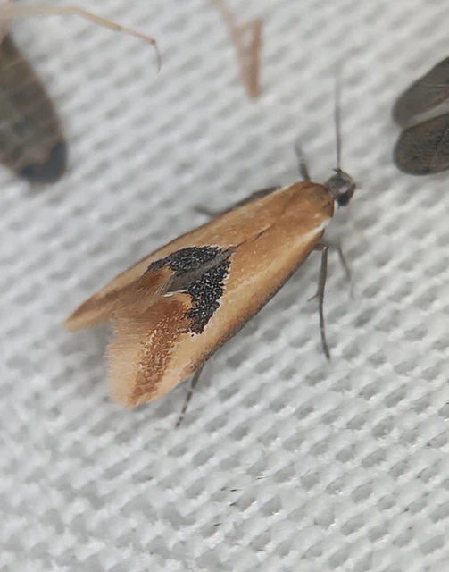 Batia internella/lambdella